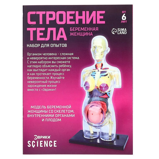 Набор для опытов Строение тела, беременная женщина - Эврики фото 16