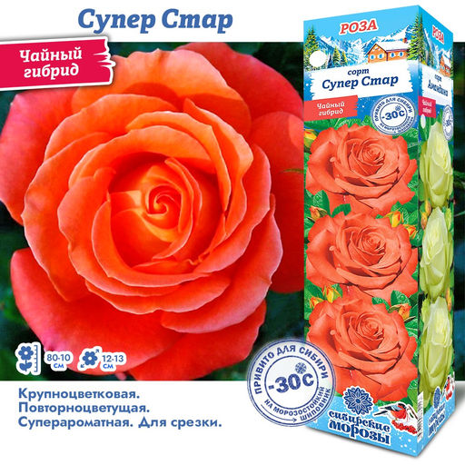 Роза Супер Стар (Чайно-гибридная) 1шт