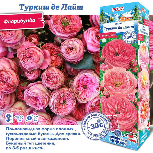 Роза Туркиш де Лайт (Флорибунда) 1шт