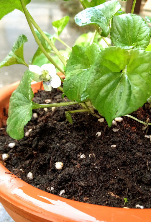 Фиалка мотыльковая белая