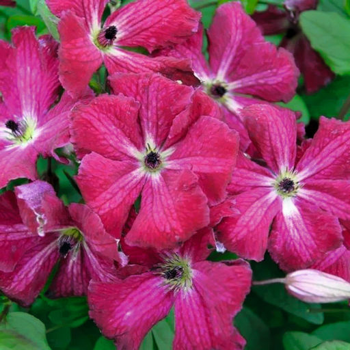 КЛЕМАТИС Рубра (Кермесина) Разбор I Кол-во упак., шт 2