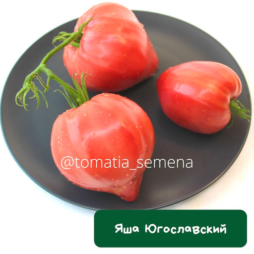 Яша Югославский