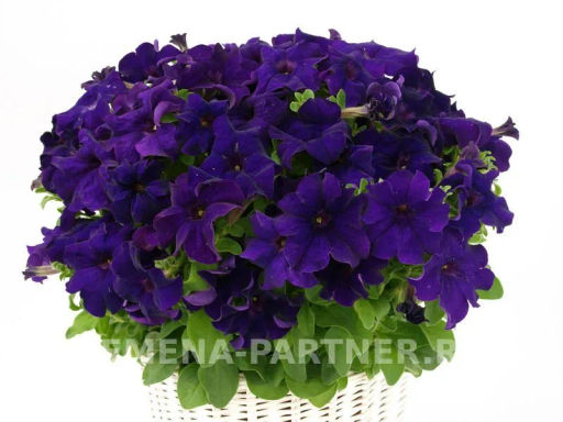 Петуния Супремо Флоренца полуампельная нежно-фиолетовая - Партнер фото 4