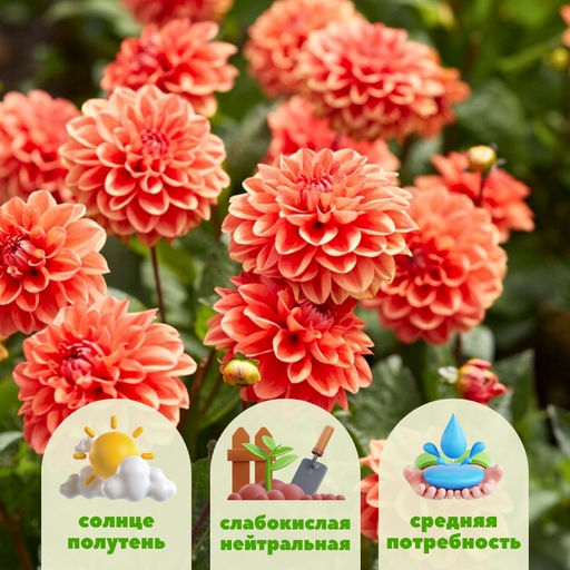 Георгина Оранж Наггет бордюрная - Долина роз фото 2