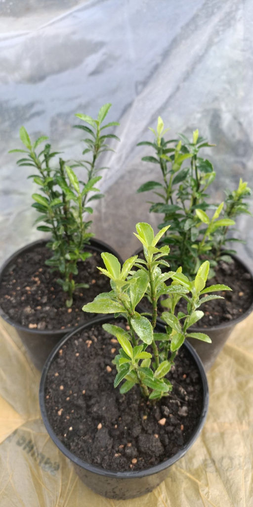 Бересклет Грин Спайр 3х летний (горшок 0,6л) (в наличии всего 3шт) - 1000корней фото 2