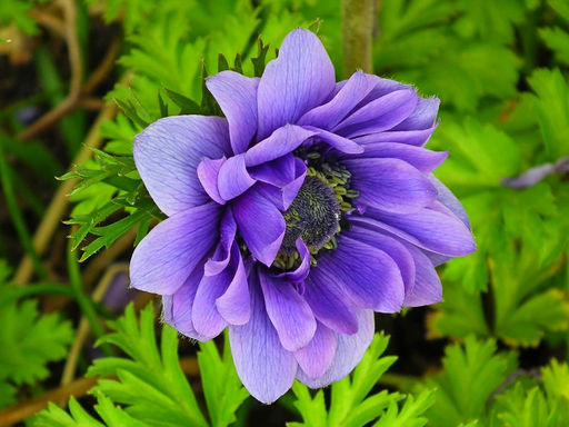 Анемона Lord Lieutenat (Лорд Лейтенант) 10шт - Долина роз фото 2