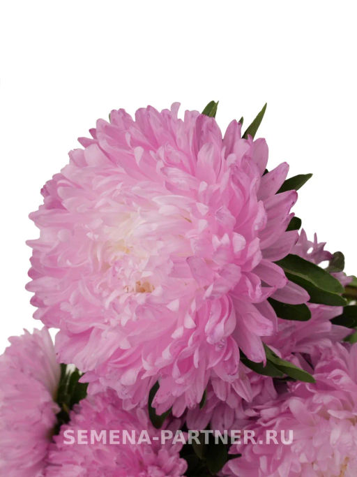 Астра китайская Первое Свидание - Партнер фото 3