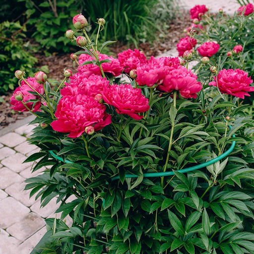 Цена за 2 шт. Кустодержатель, d=40 см, h=60 см, ножка d=1 см, металл, набор 2 шт., зелёный - Simaland фото 4