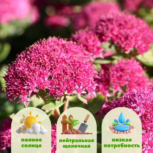 Очиток видный Карл - Долина роз фото 2