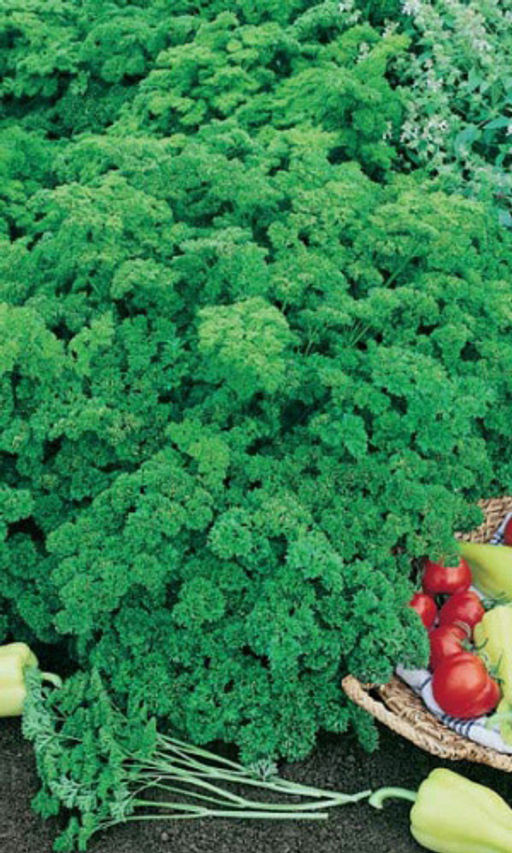 Петрушка кудрявая МООСКРАУЗЕ