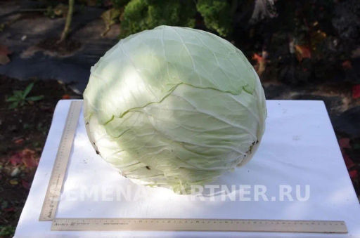 Капуста белокочанная позднеспелая Мегатон - Партнер фото 5