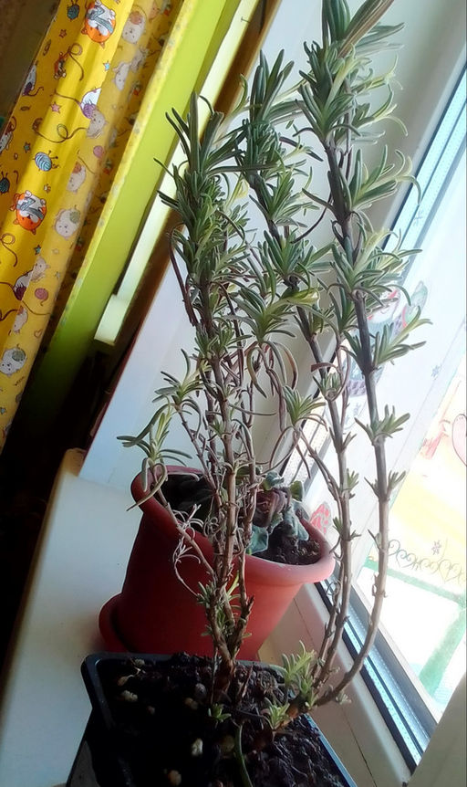 Лаванда узколистная