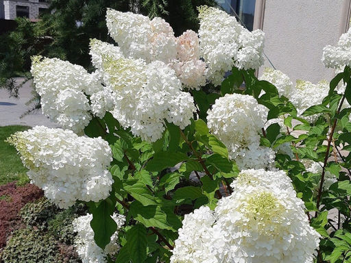 Гортензия метельчатая Шугар Раш - Долина роз фото 2