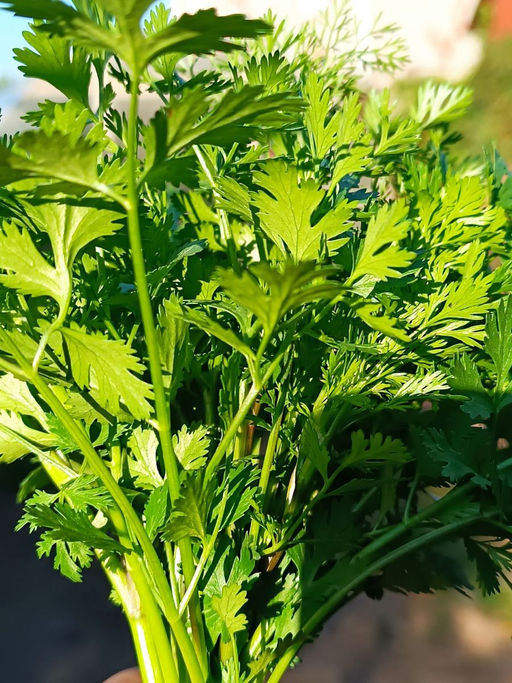 Кориандр (Кинза) БОРОДИНСКОЕ ПОЛЕ Ароматная, витаминная зелень! Незаменимая пряность, отличный медонос! - Уральский дачник фото 3