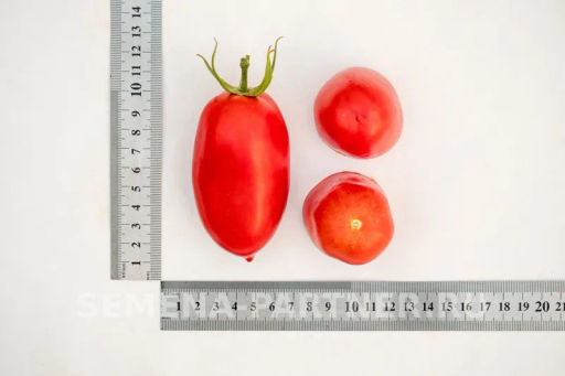 Томат Агафья - Партнер фото 6