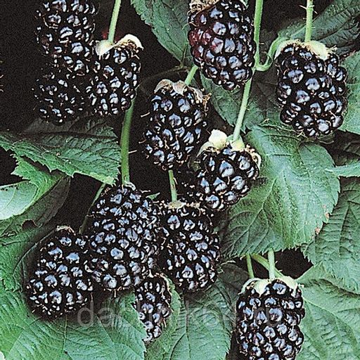 Ежевика Свит Пай