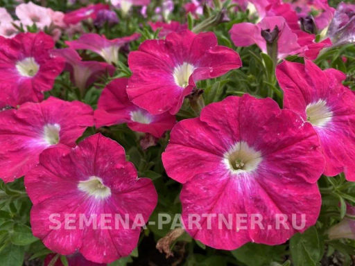 Петуния Итальянка Розабелла розово-белая - Партнер фото 5