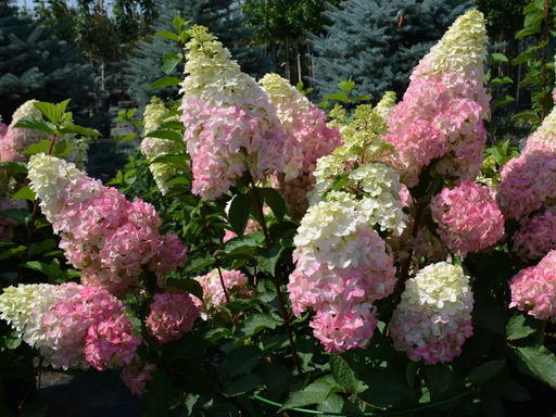 Гортензия метельчатая Fraise Melba (Фрайз Мельба) - Долина роз фото 2