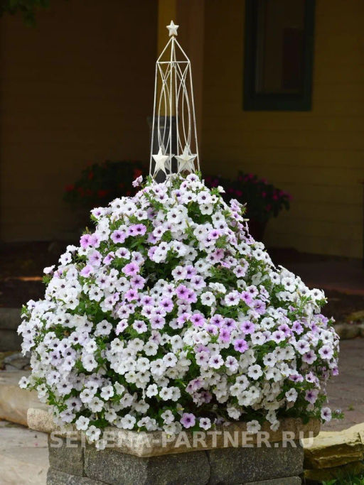 Петуния Тайдел Вэйв Сильвер ампельная многоцветковая - Партнер фото 8