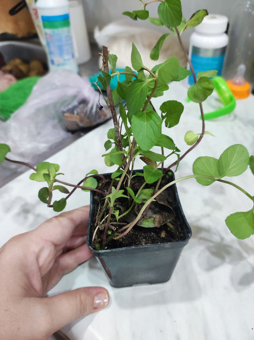 Мята Тайская