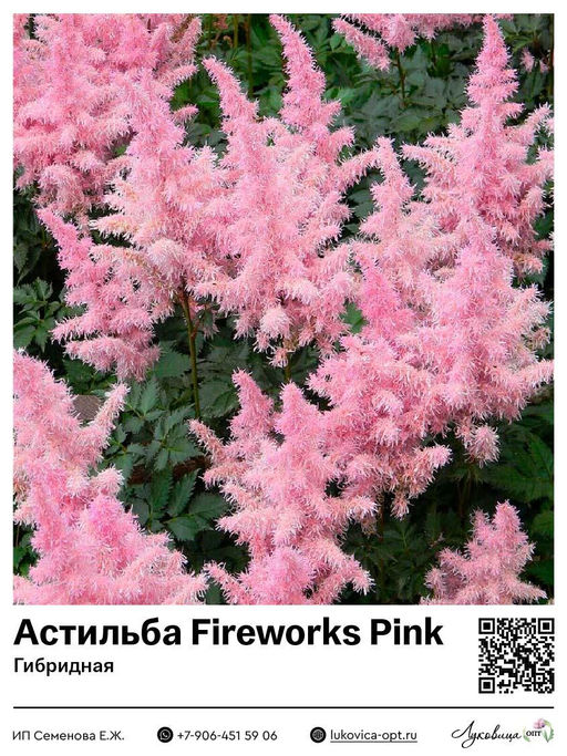 Астильба Fireworks Pink (Гибридная)