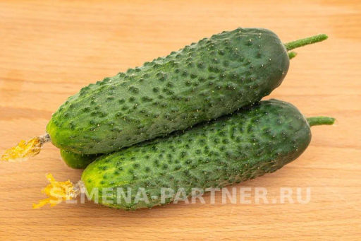 Огурец партенокарпический Уран - Партнер фото 7