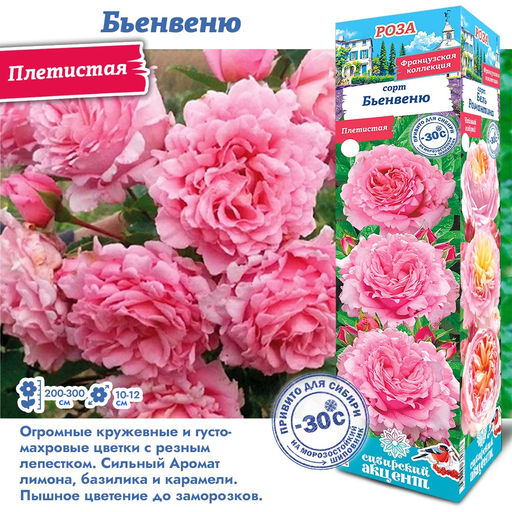 Роза Бьенвеню (Плетистая) 1шт