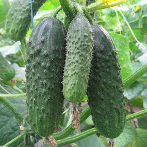 5051D Огурец Тонус F1 5шт