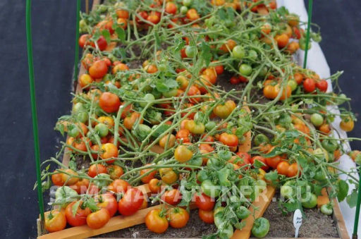 Томат Монгол Карлик - Партнер фото 5