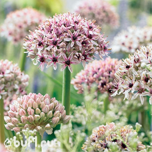 Allium Silver Spring (луковица)