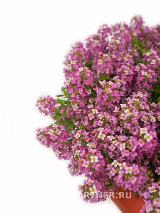 Алиссум морской Истер Боннет Дип Пинк - Партнер фото 5