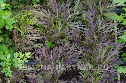 Капуста японская Мизуна - Партнер фото 2