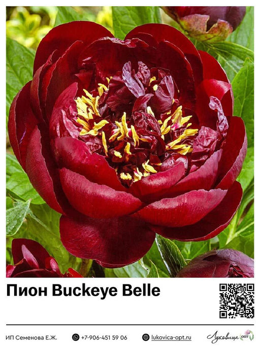 Пион Buckeye Belle