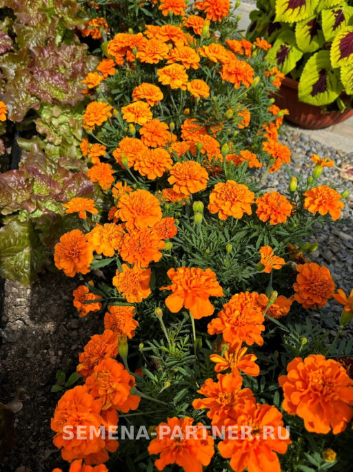 Бархатцы отклоненные Бонанза Дип Оранж - Партнер фото 5