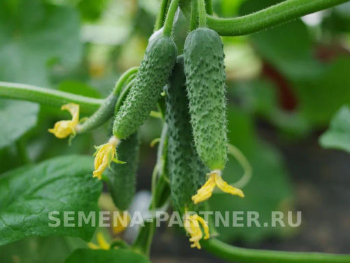 Огурец партенокарпический Шторм - Партнер фото 5