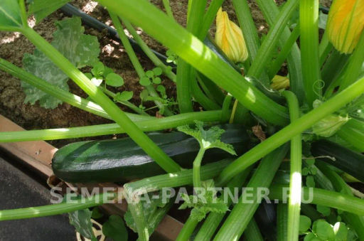 Кабачок цукини Нефрит - Партнер фото 7