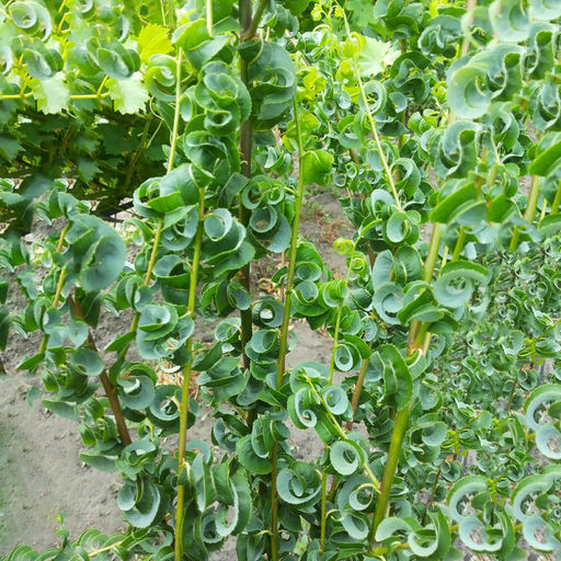 Ива Криспа 2 года ЗКС тара 2л высота 15-30см. - Наша дача фото 2