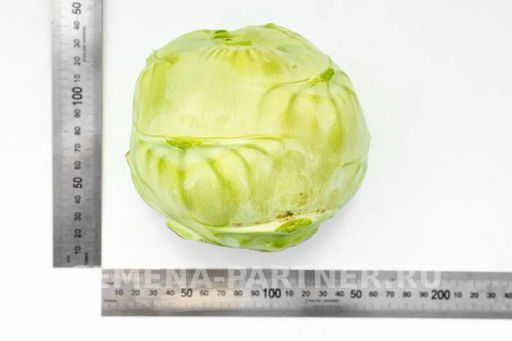 Капуста кольраби Корист - Партнер фото 6