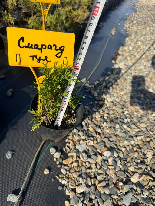 Туя западная Смарагд С1,5