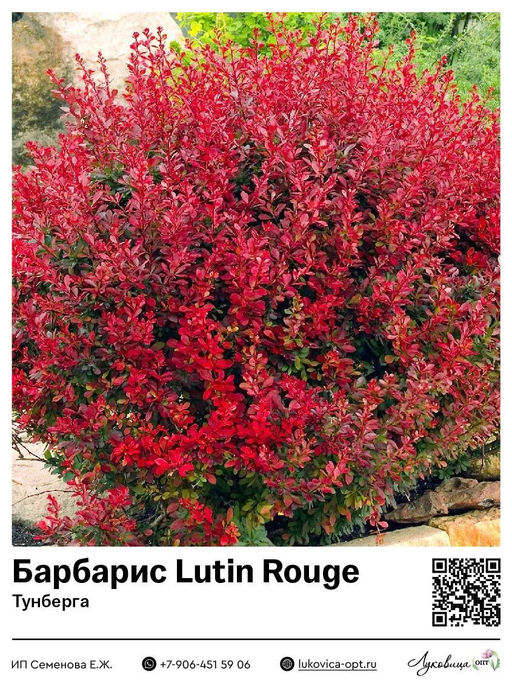 Барбарис Тунберга Lutin Rouge (Лютин Руж)