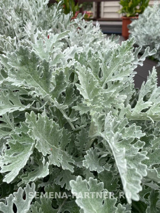 Цинерария приморская Сильвер Фэнтези - Партнер фото 4