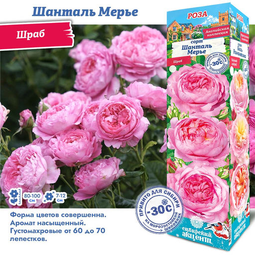 Роза Шанталь Мерье (Шраб) 1шт