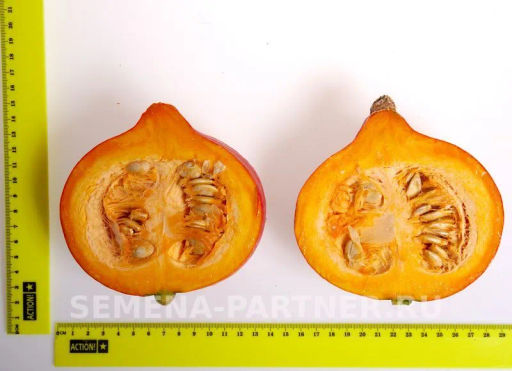 Тыква Учики Кури - Партнер фото 3