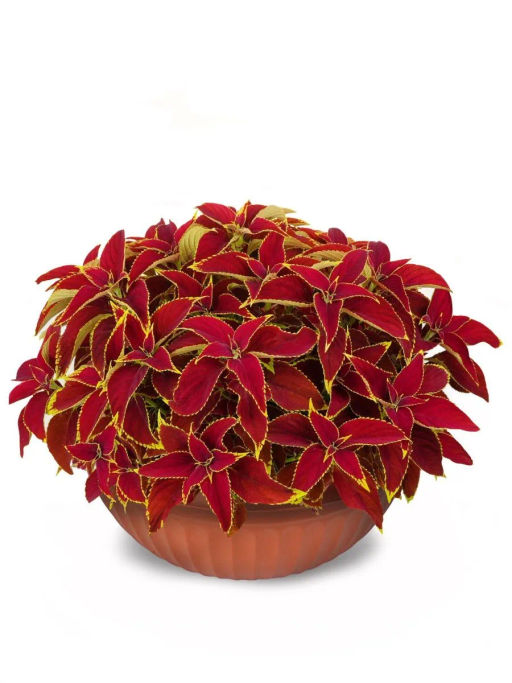 Колеус шлемниковидный крупнолистный Премиум Кристмас Стар - Партнер фото 4