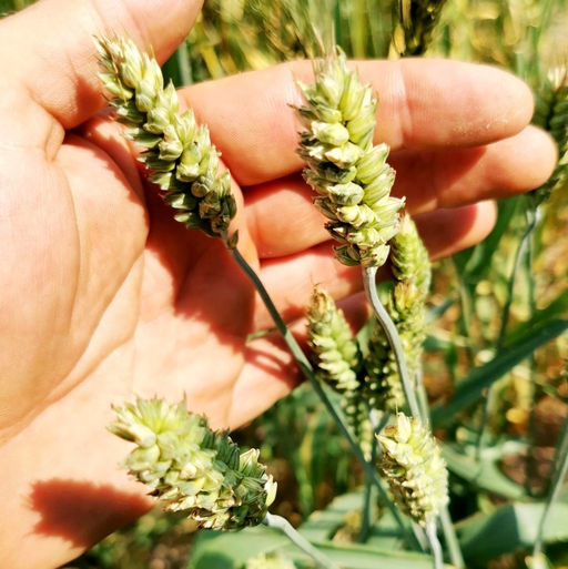 Карликовая Плотноколосая Пшеница - Triticum Compactum - Дом помидоров фото 7