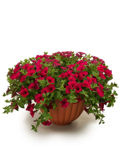 Петуния Зацветёт Long Май Краш многоцветковая ампельная - Партнер фото 5