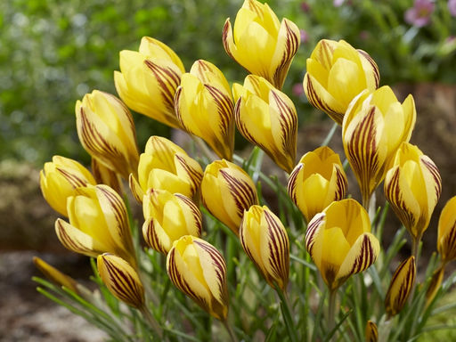Крокус Fuscotinctus (Фускотинктус) 5 шт - Долина роз фото 6