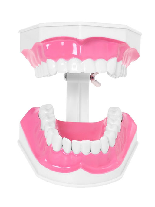 Набор для опытов Анатомия, челюсть человека - Эврики фото 10