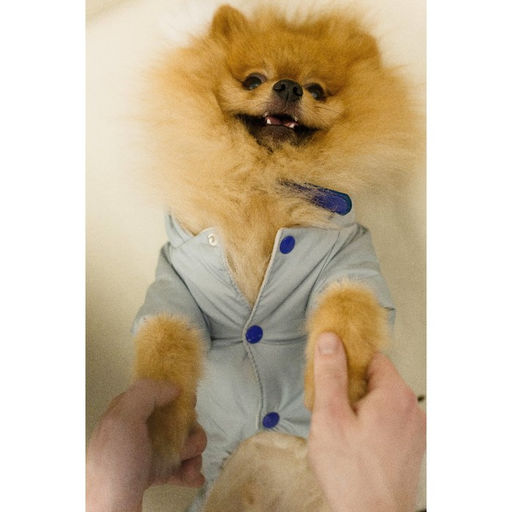 Комбинезон зимний для животных, флис, S (ДС 20-22, ОГ 32-34 см, ОШ 26 см), серый - Пижон фото 14