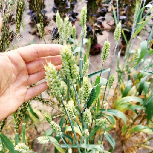 Карликовая Плотноколосая Пшеница - Triticum Compactum - Дом помидоров фото 5